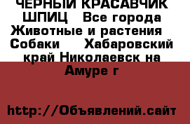 ЧЕРНЫЙ КРАСАВЧИК ШПИЦ - Все города Животные и растения » Собаки   . Хабаровский край,Николаевск-на-Амуре г.